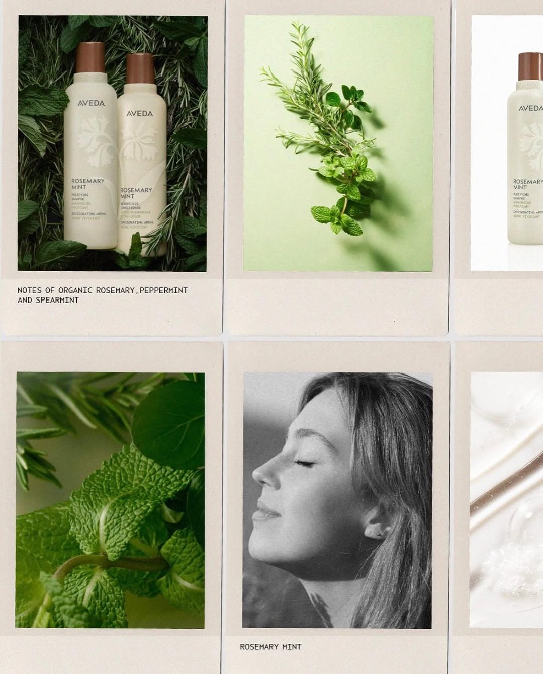 Aveda plant-powered haircare with Pure-Fume aroma at Cut Above Salon, Middletown NY